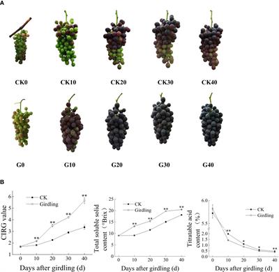 Frontiers | Molecular And Physiologic Mechanisms Of Advanced Ripening ...